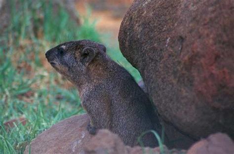  The Dassie and the Crocodile: A Quirky Tale of Deception and Unexpected Friendship from 11th Century South Africa!