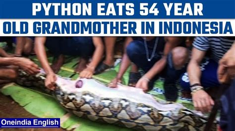  The Python Who Ate His Tail - Uma História que Engole o Tempo e a Moralidade!