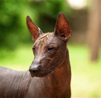  Xoloitzcuintli: A Mythical Hairless Dog Guiding Souls through the Underworld!