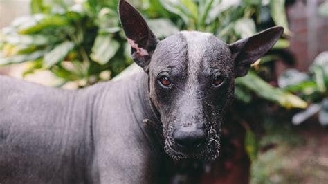  Xoloitzcuintli: The Mystical Dog Guardian – Exploring the Ancient Legend of the Hairless Breed!